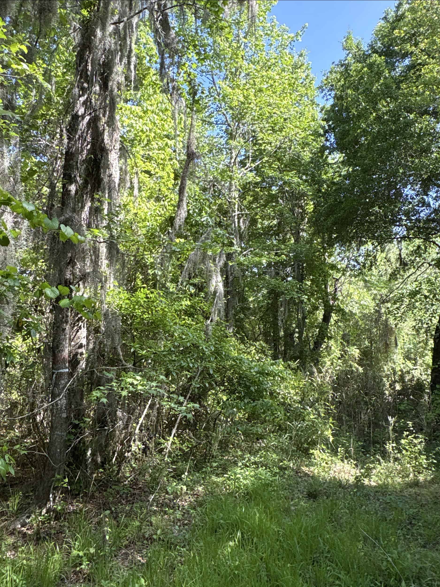 NC Timber/Hunting Land for Sale