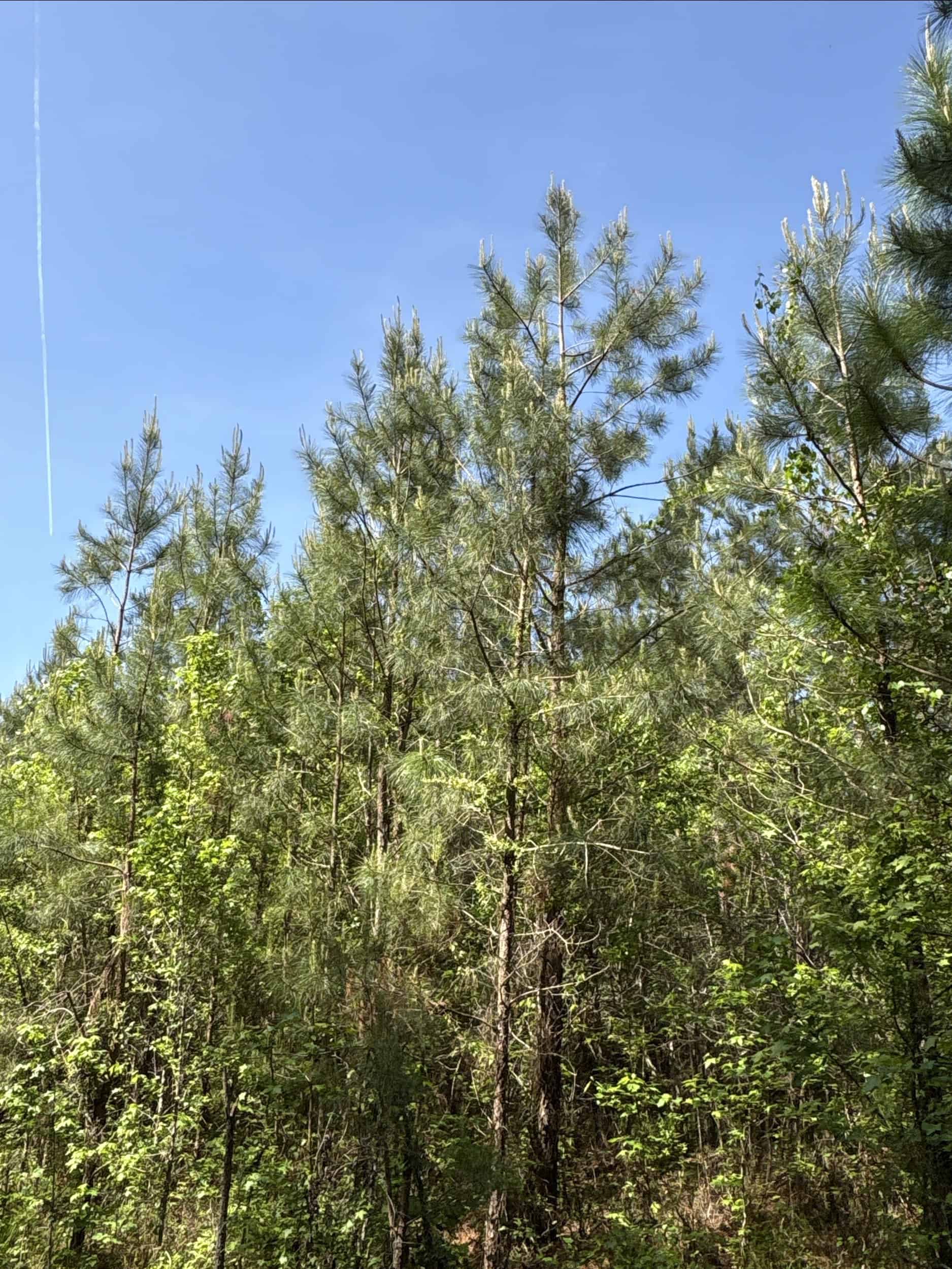 NC Timber/Hunting Land for Sale