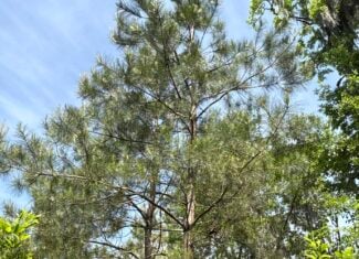 NC Timber/Hunting Land for Sale