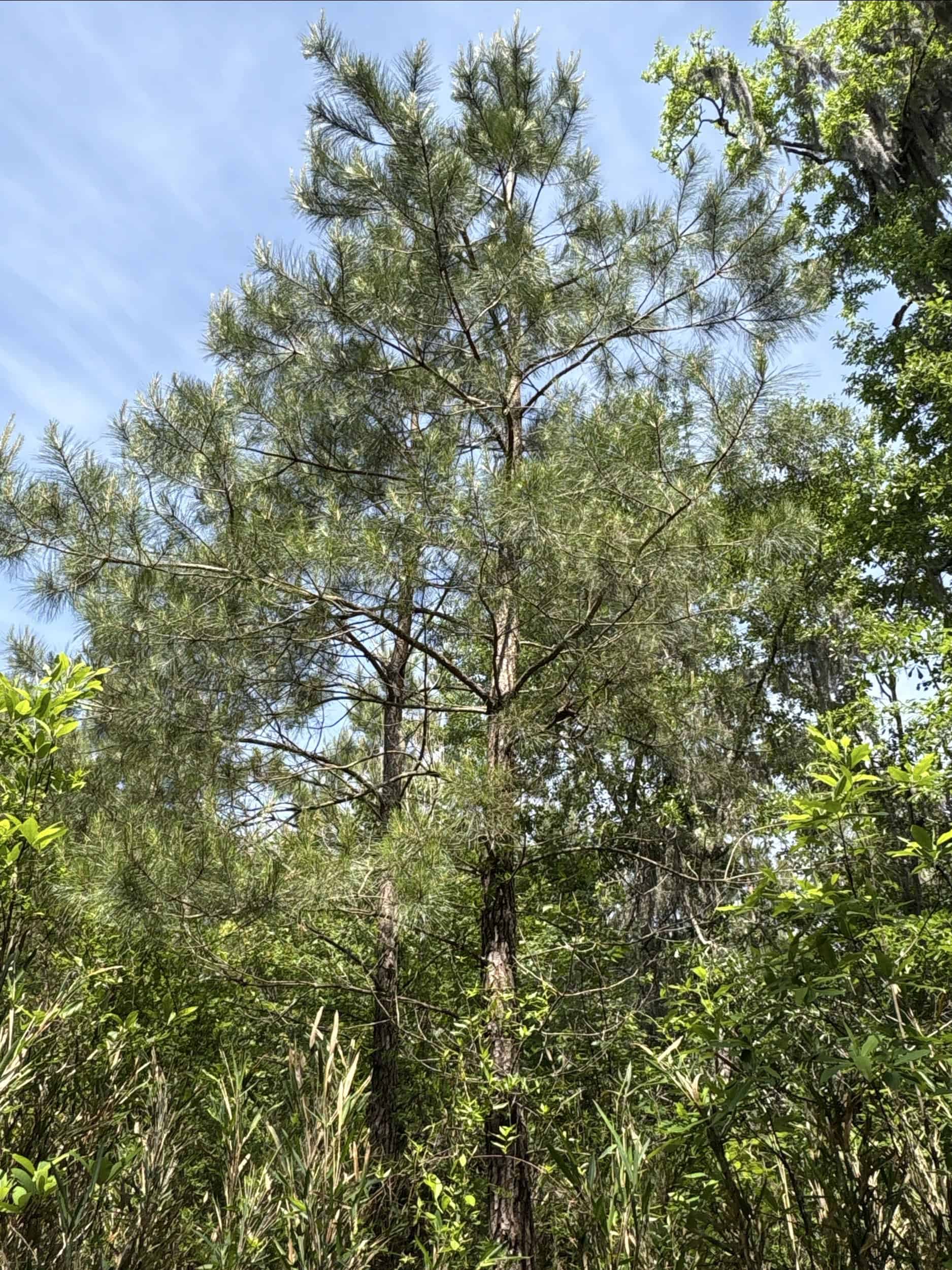 NC Timber/Hunting Land for Sale