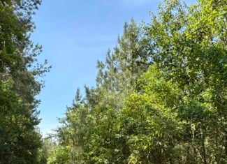 NC Timber/Hunting Land for Sale