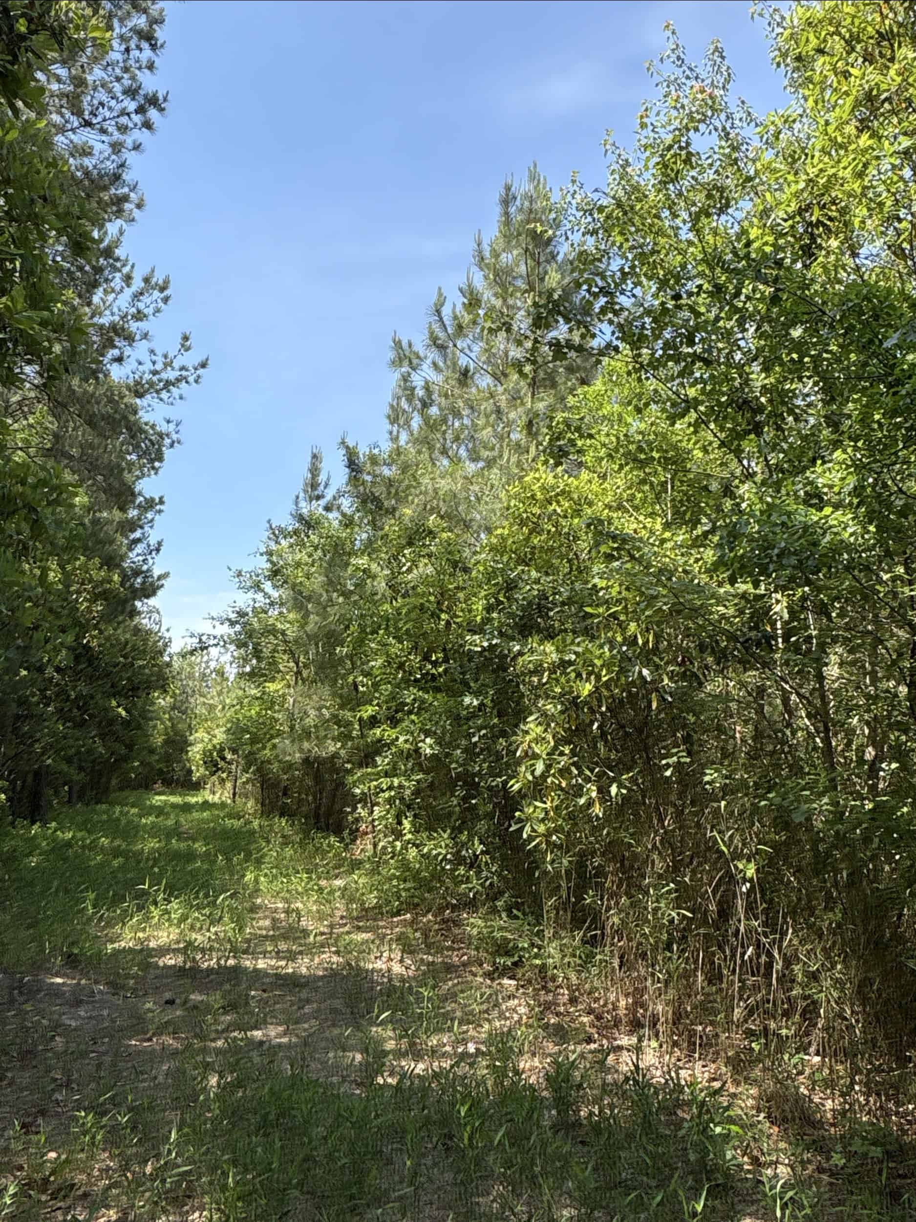 NC Timber/Hunting Land for Sale