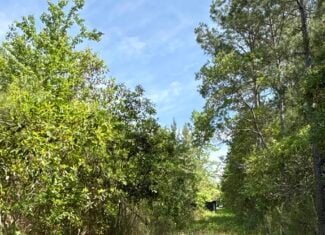 NC Timber/Hunting Land for Sale
