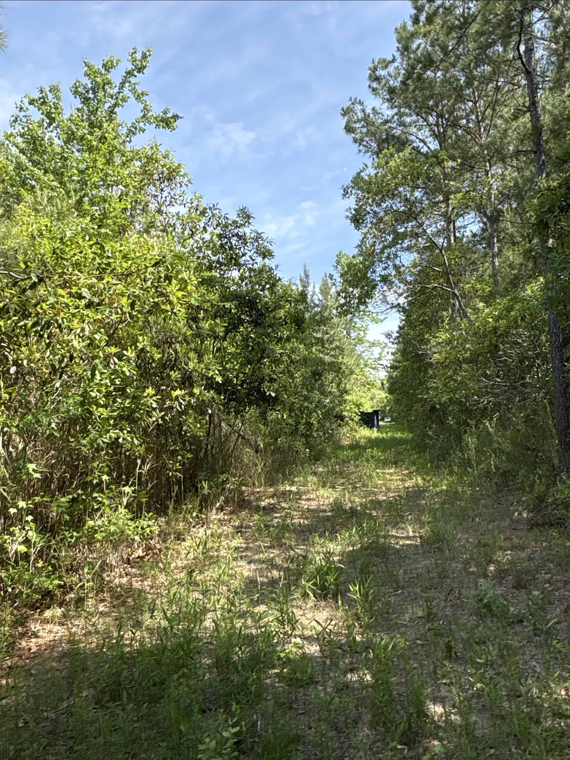 NC Timber/Hunting Land for Sale