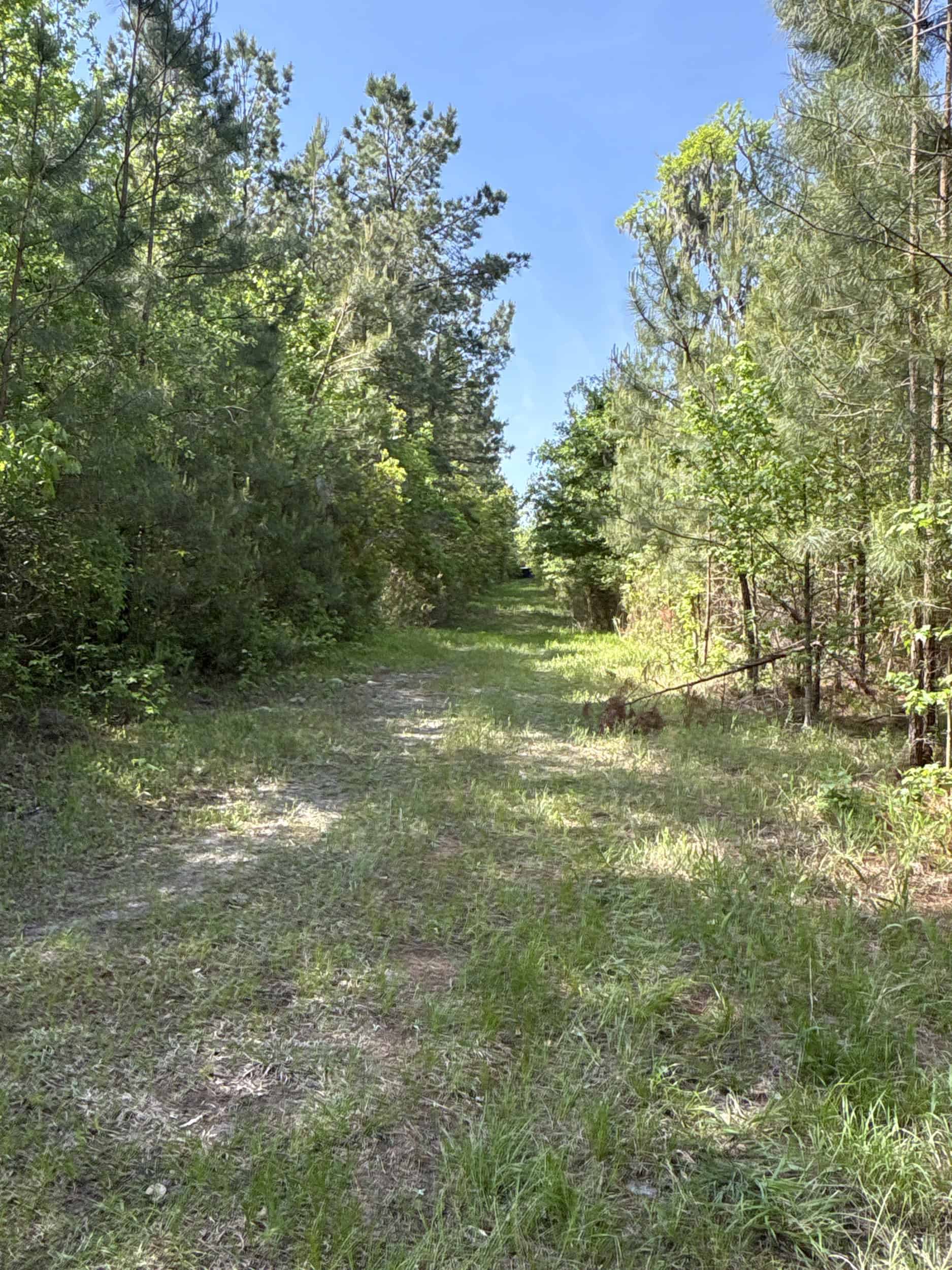 NC Timber/Hunting Land for Sale