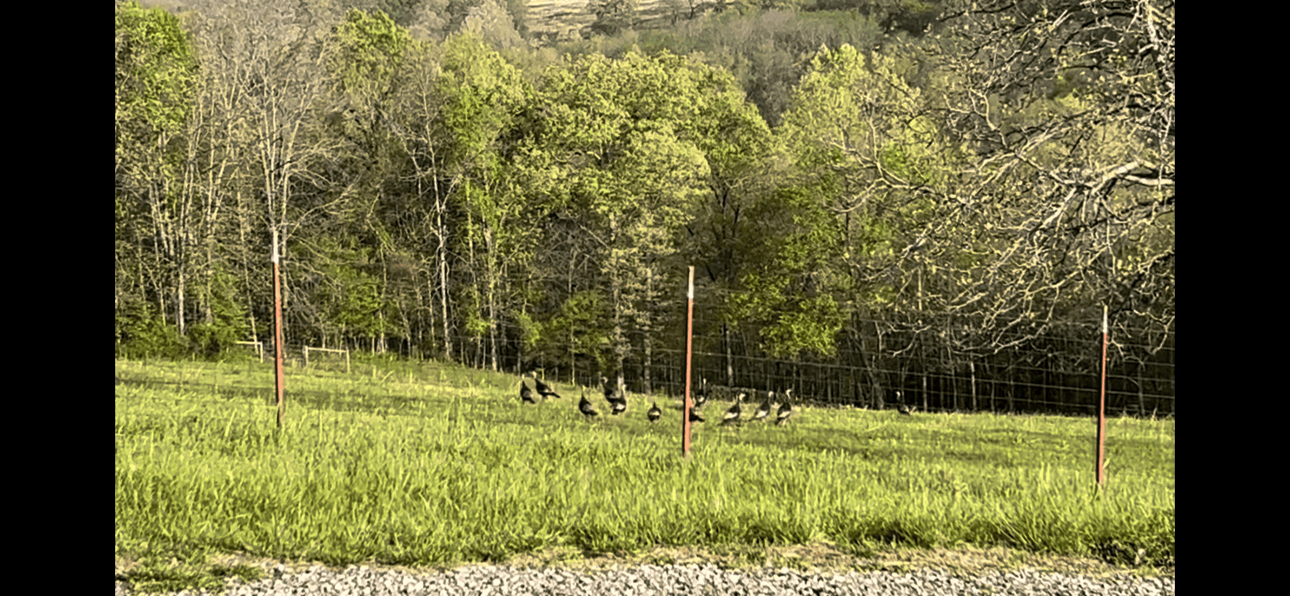 74 Acre Homesteaders paradise