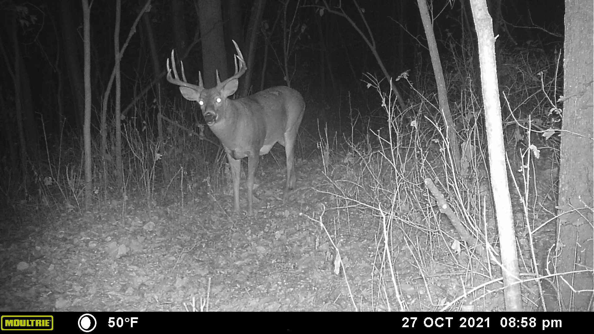Recreational Paradise in the Driftless Area – 40-Acre Haven in Vernon County, WI
