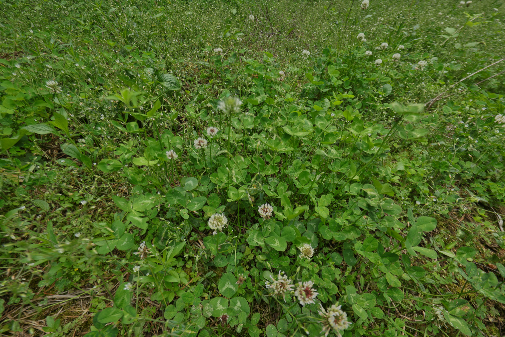 Recreational Paradise in the Driftless Area – 40-Acre Haven in Vernon County, WI