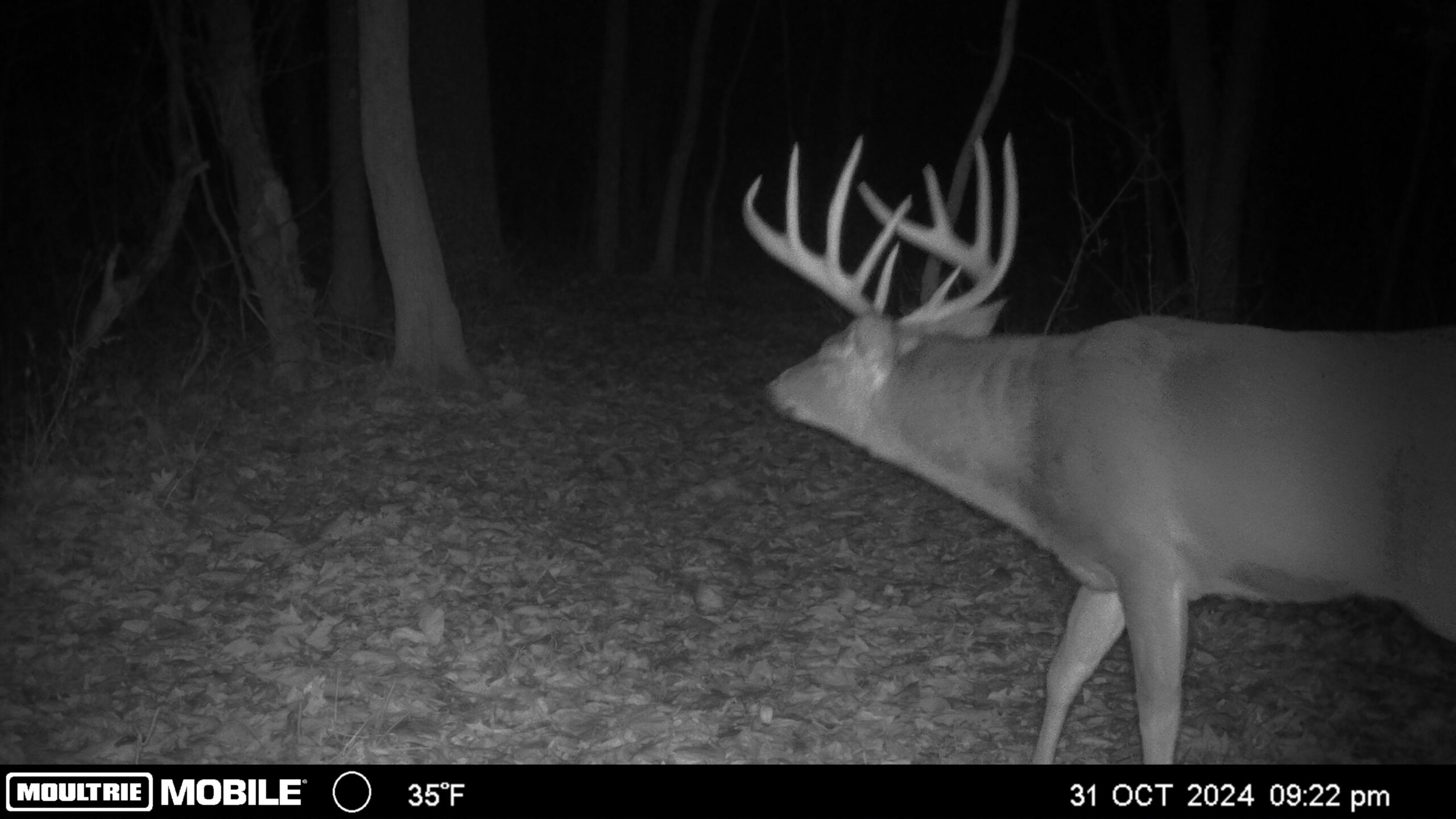 Recreational Paradise in the Driftless Area – 40-Acre Haven in Vernon County, WI