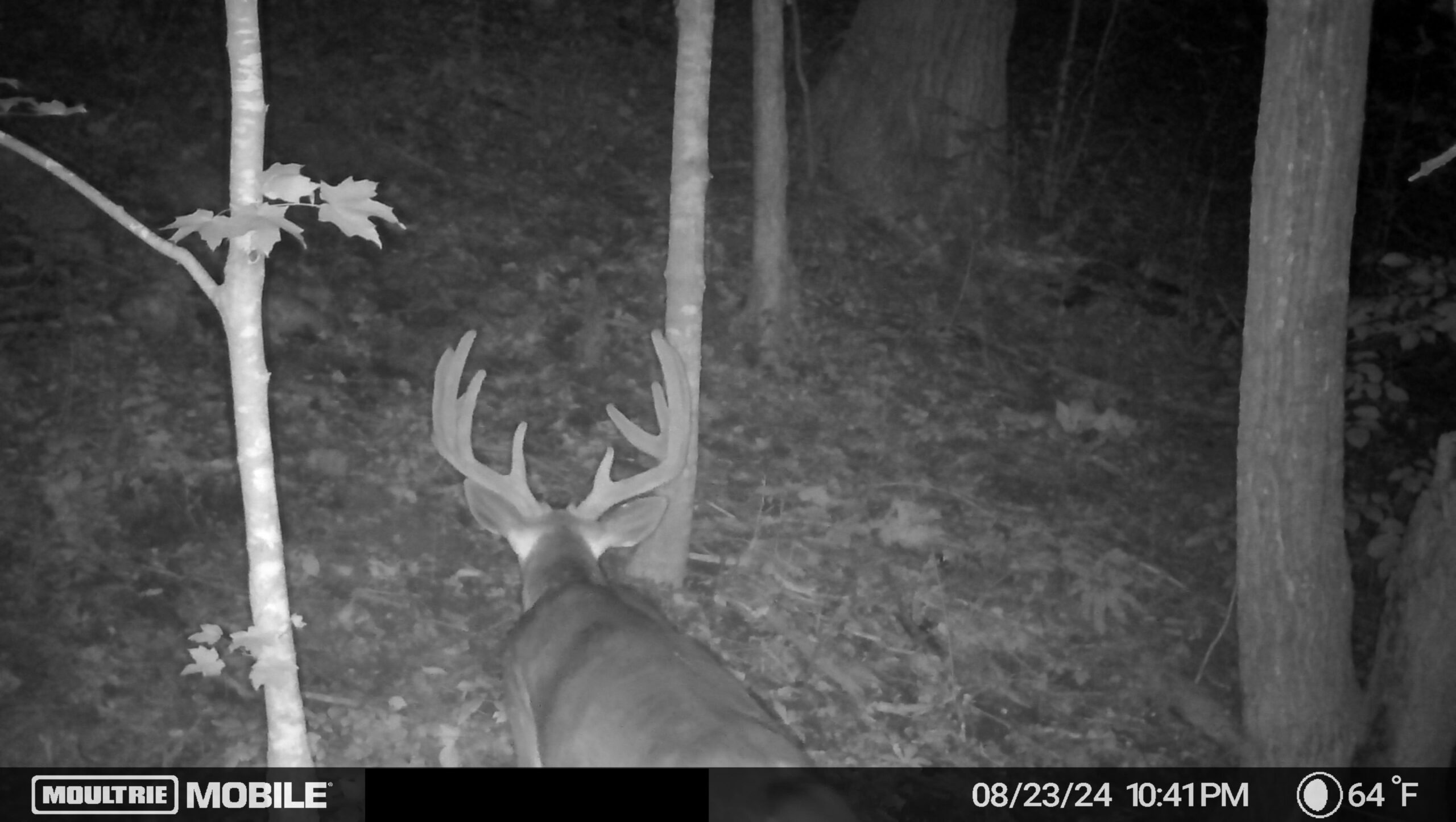 Recreational Paradise in the Driftless Area – 40-Acre Haven in Vernon County, WI