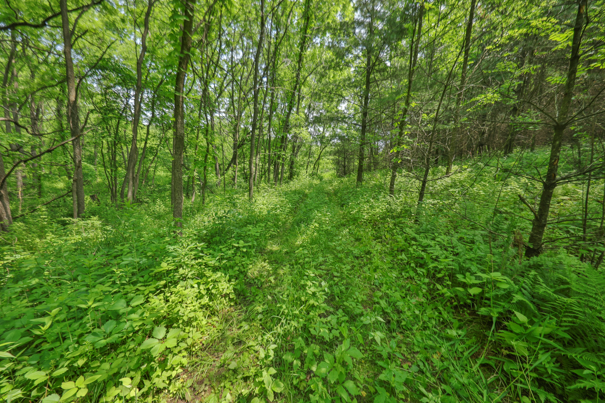 Recreational Paradise in the Driftless Area – 40-Acre Haven in Vernon County, WI