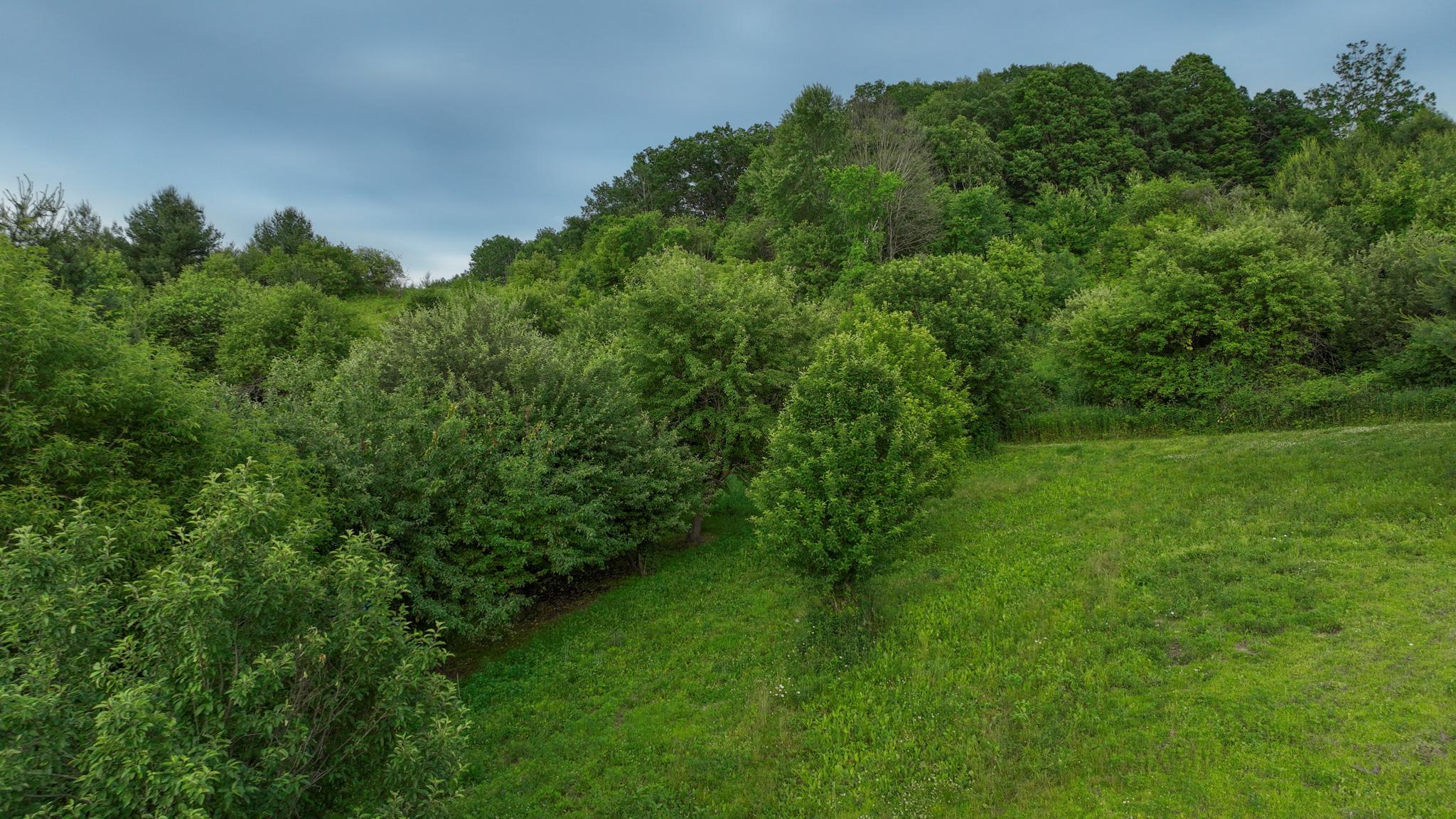Scenic Country Home & Recreational Paradise Near Wildcat Mountain State Park – 21.78 Acres in Vernon County, WI