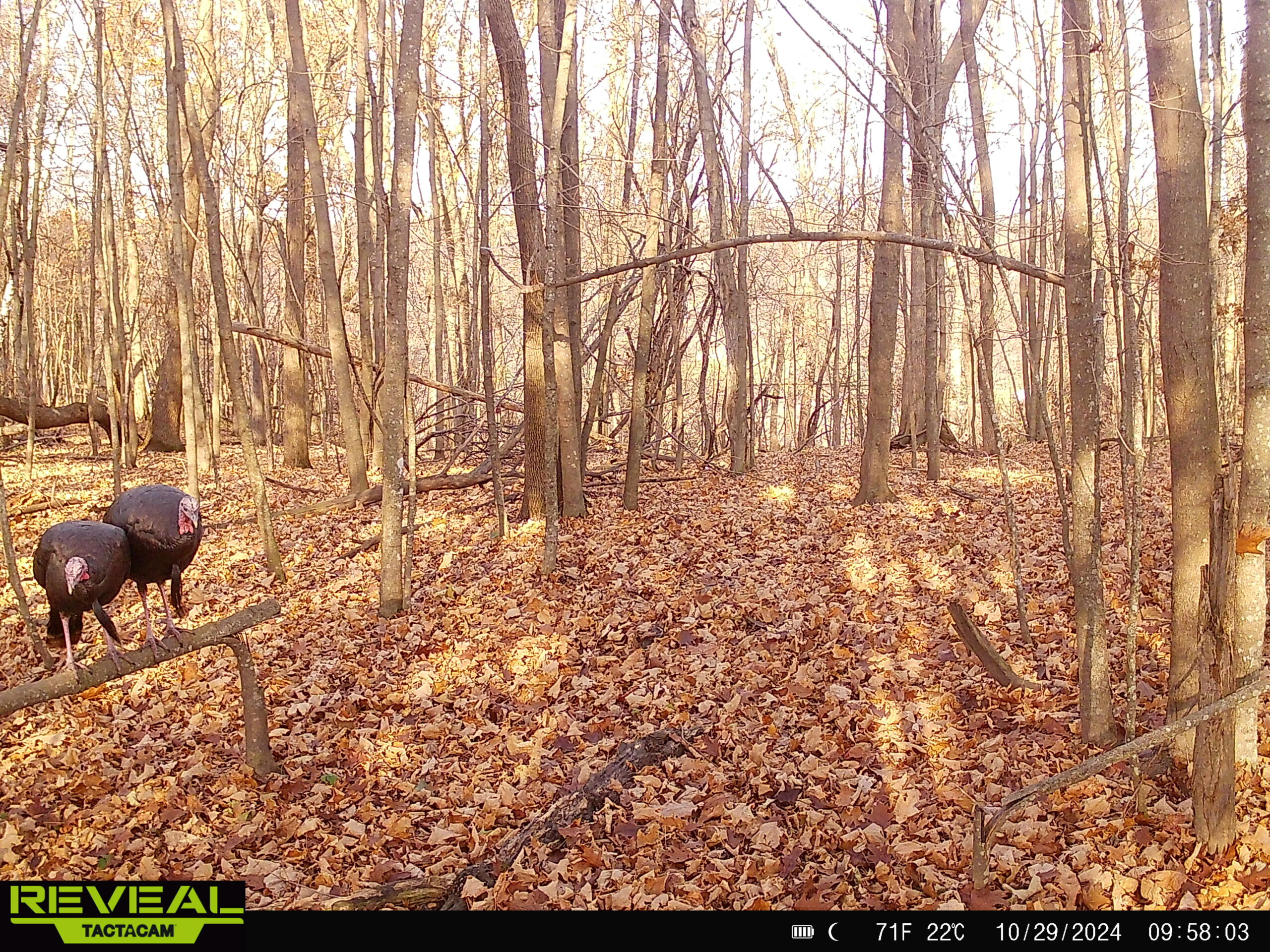 Scenic Country Home & Recreational Paradise Near Wildcat Mountain State Park – 21.78 Acres in Vernon County, WI