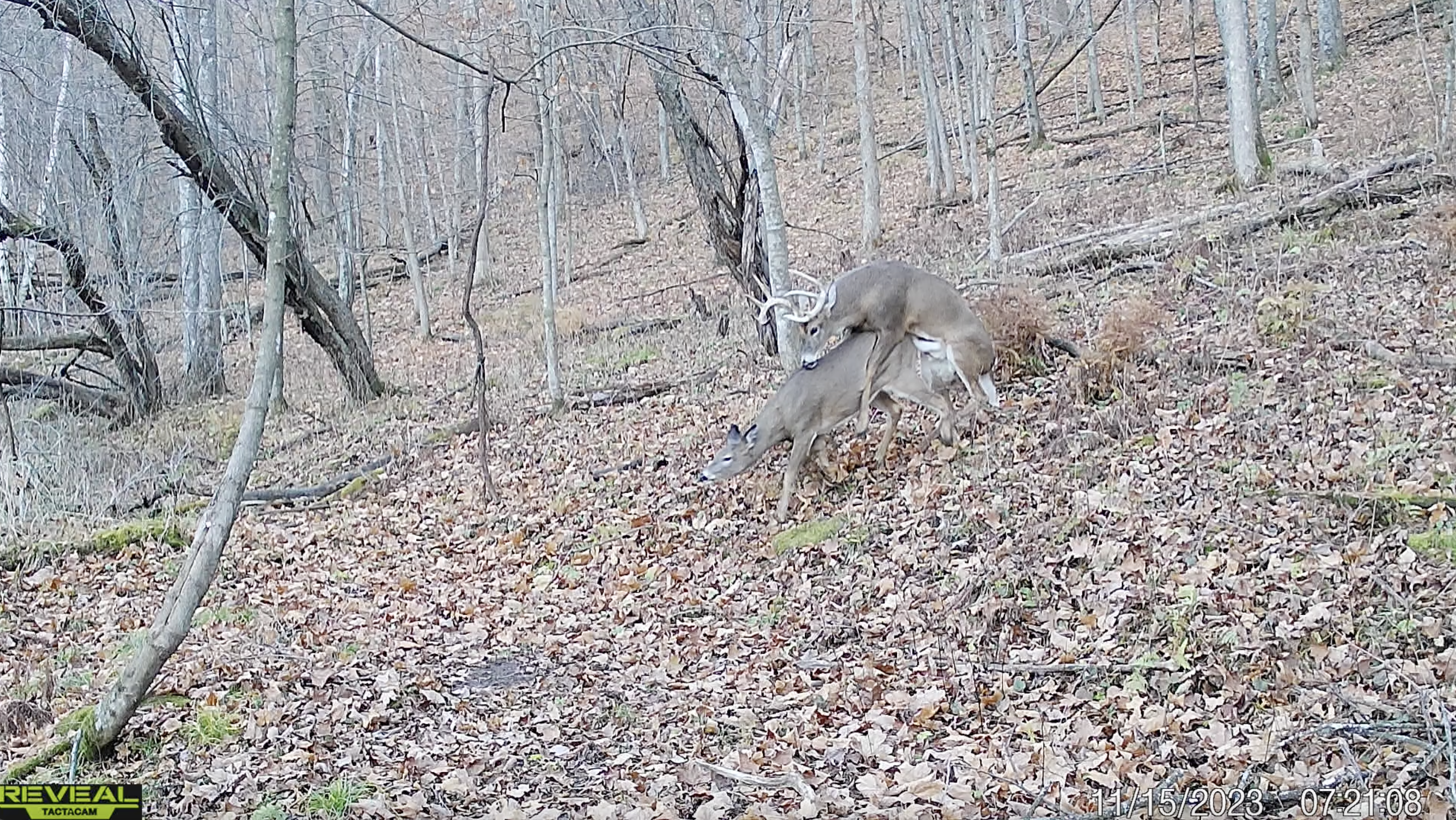 Scenic Country Home & Recreational Paradise Near Wildcat Mountain State Park – 21.78 Acres in Vernon County, WI