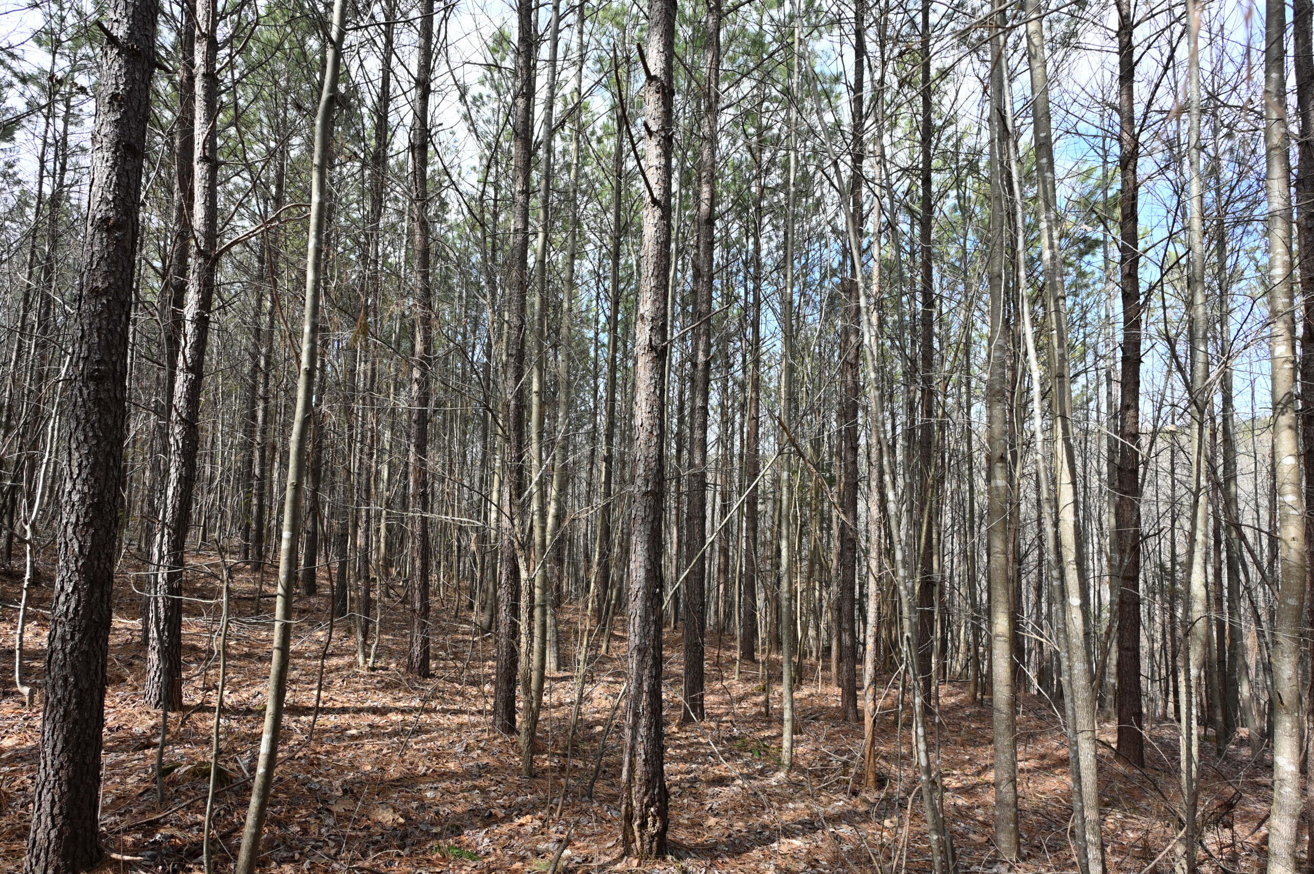 12.33 Acres Land for Sale in Perry County, Tennessee
