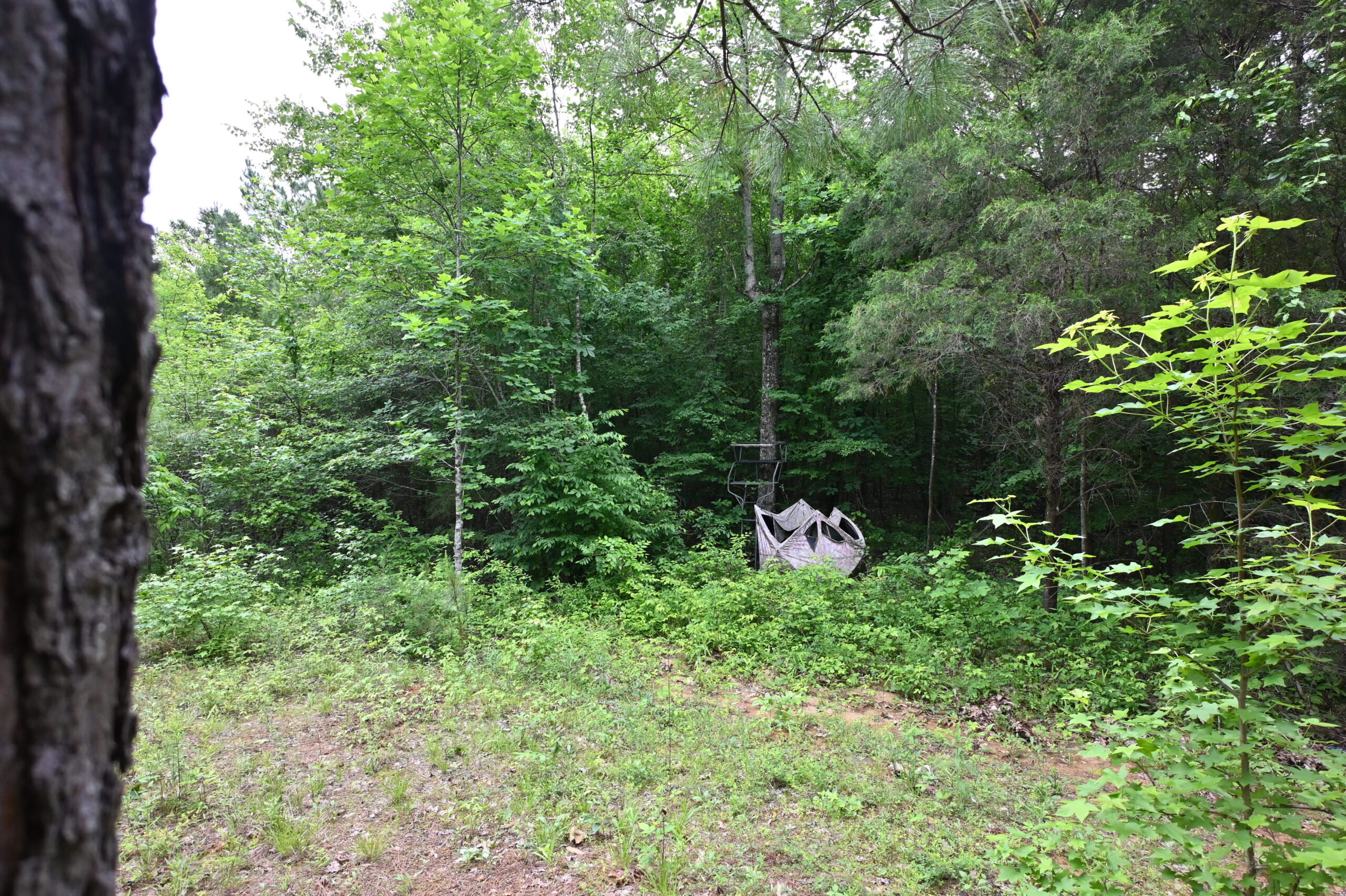 65.84 Acres for Sale in Decaturville, Tennessee