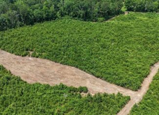 Small Hunting Tract FOR SALE in Amite County, MS