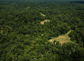 Hunting Land in Claiborne County, MS – Lonesome Pine