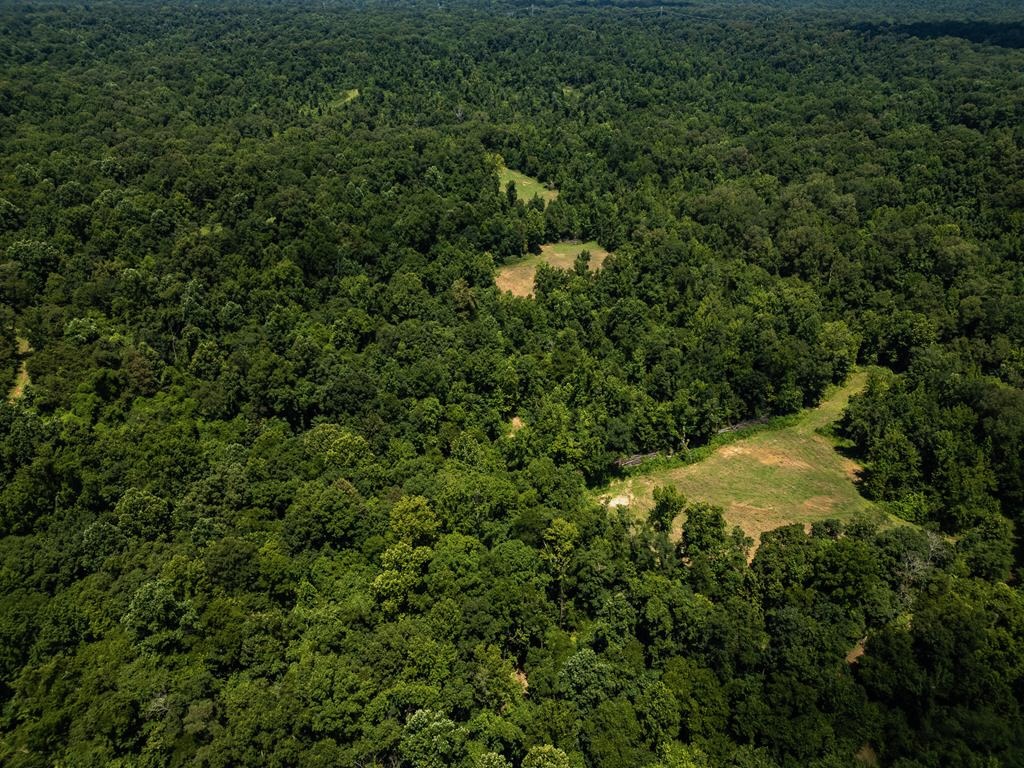 Hunting Land in Claiborne County, MS – Lonesome Pine
