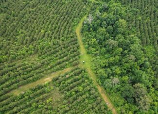 Hunting Land in Morehouse Parish, LA – Cypress Bayou 85