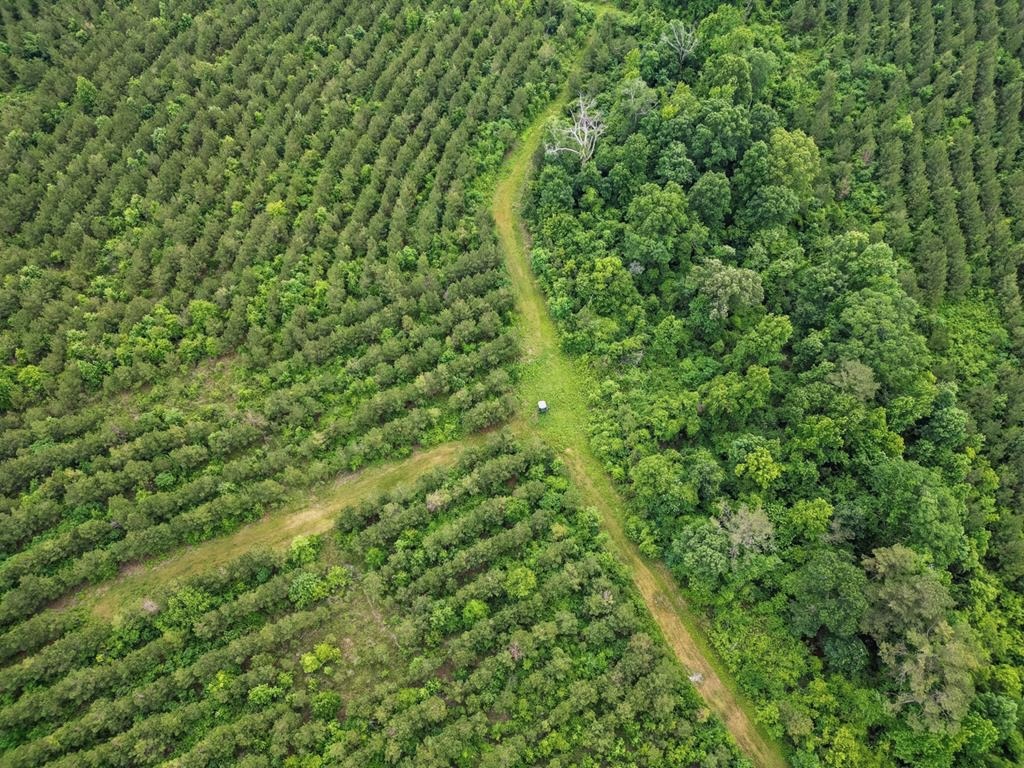 Hunting Land in Morehouse Parish, LA – Cypress Bayou 85