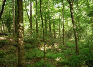 Clinton 30 Acres for Sale – Rural Land Near Baton Rouge, LA