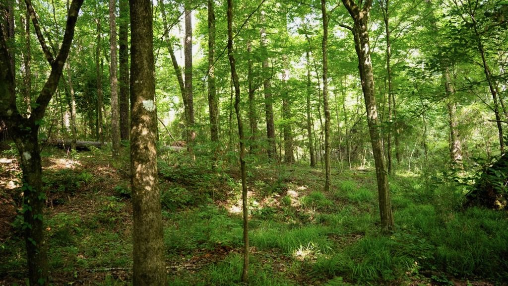 Clinton 30 Acres for Sale – Rural Land Near Baton Rouge, LA