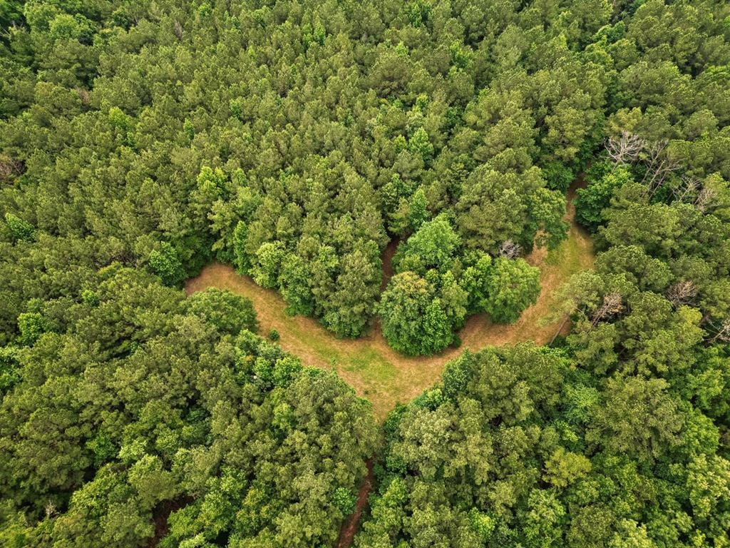 Hunting Land Near Homochitto National Forest, MS