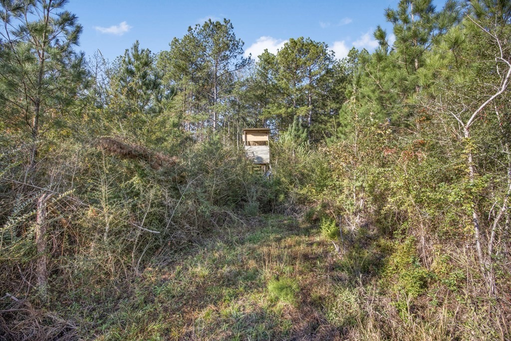 Land For Sale in Amite County, MS