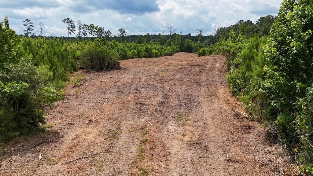 Small Hunting Tract FOR SALE in Amite County, MS