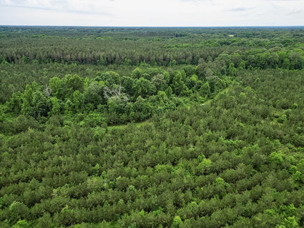 Hunting Land in Morehouse Parish, LA – Cypress Bayou 85