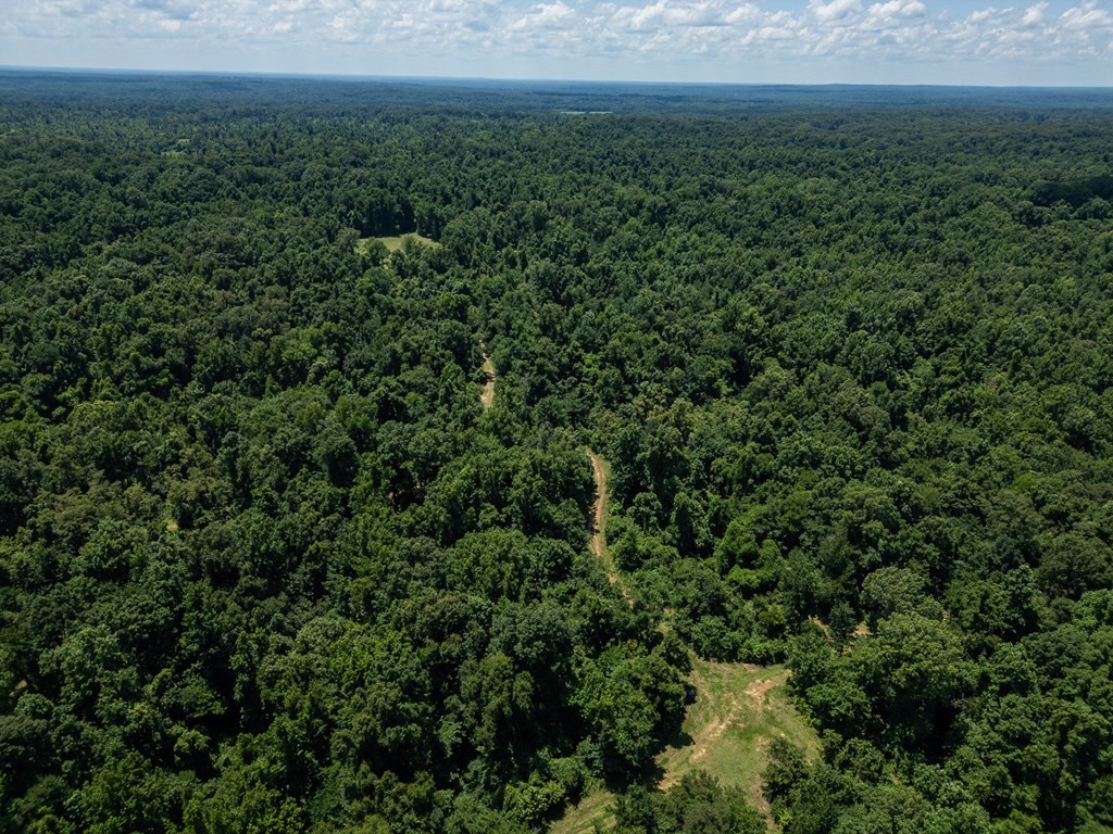 Hunting Land in Claiborne County, MS – Lonesome Pine