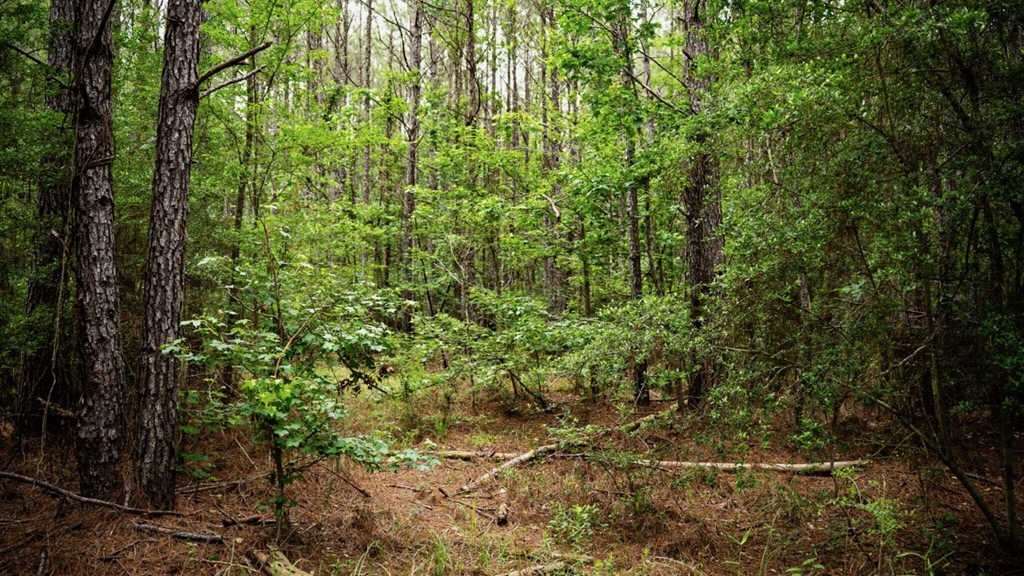 Hunting Land Near Homochitto National Forest, MS