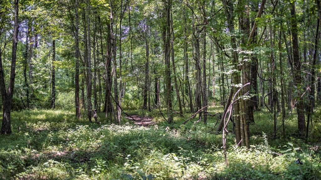 345 Acres with Camp, Creek bordering National Forest in SWMS