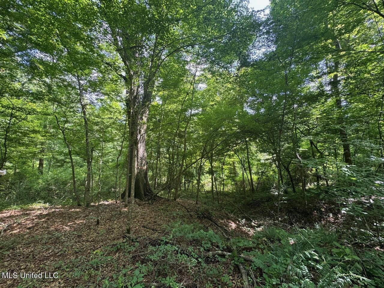 28+- Acres for Sale in Natchez, MS