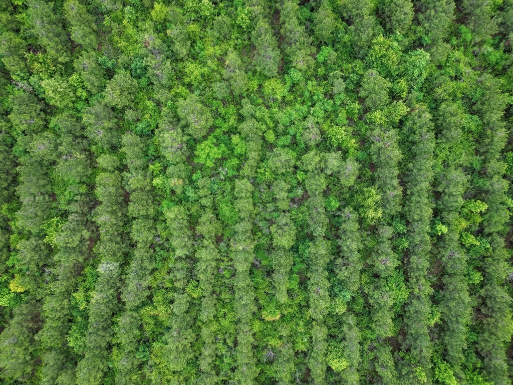 Hunting Land in Morehouse Parish, LA – Cypress Bayou 85