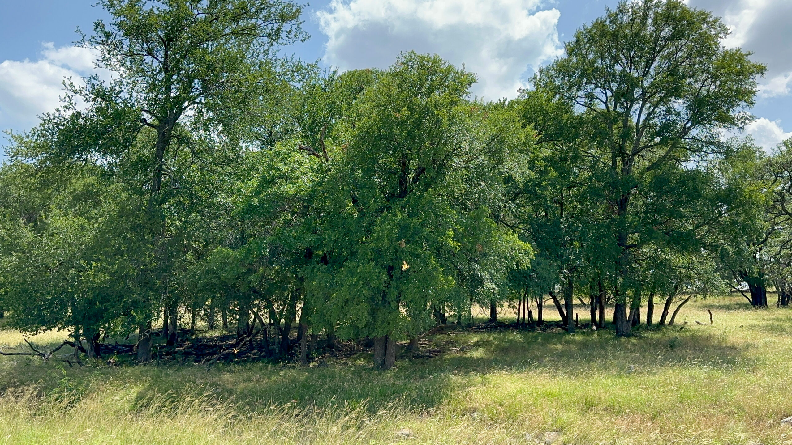 Own a Stunning Piece of Central Texas Land – Build, Hunt, or Escape