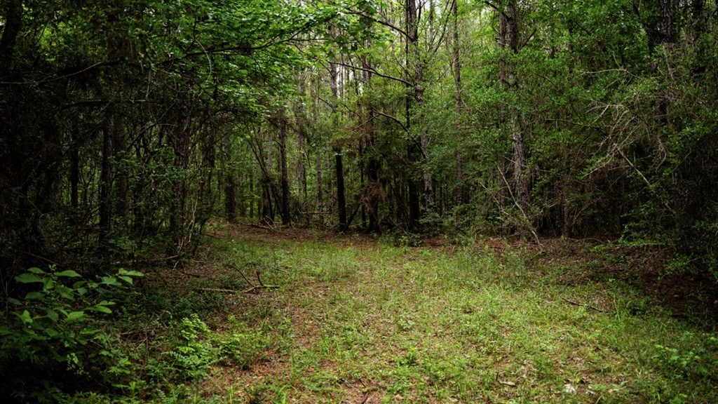 Hunting Land Near Homochitto National Forest, MS