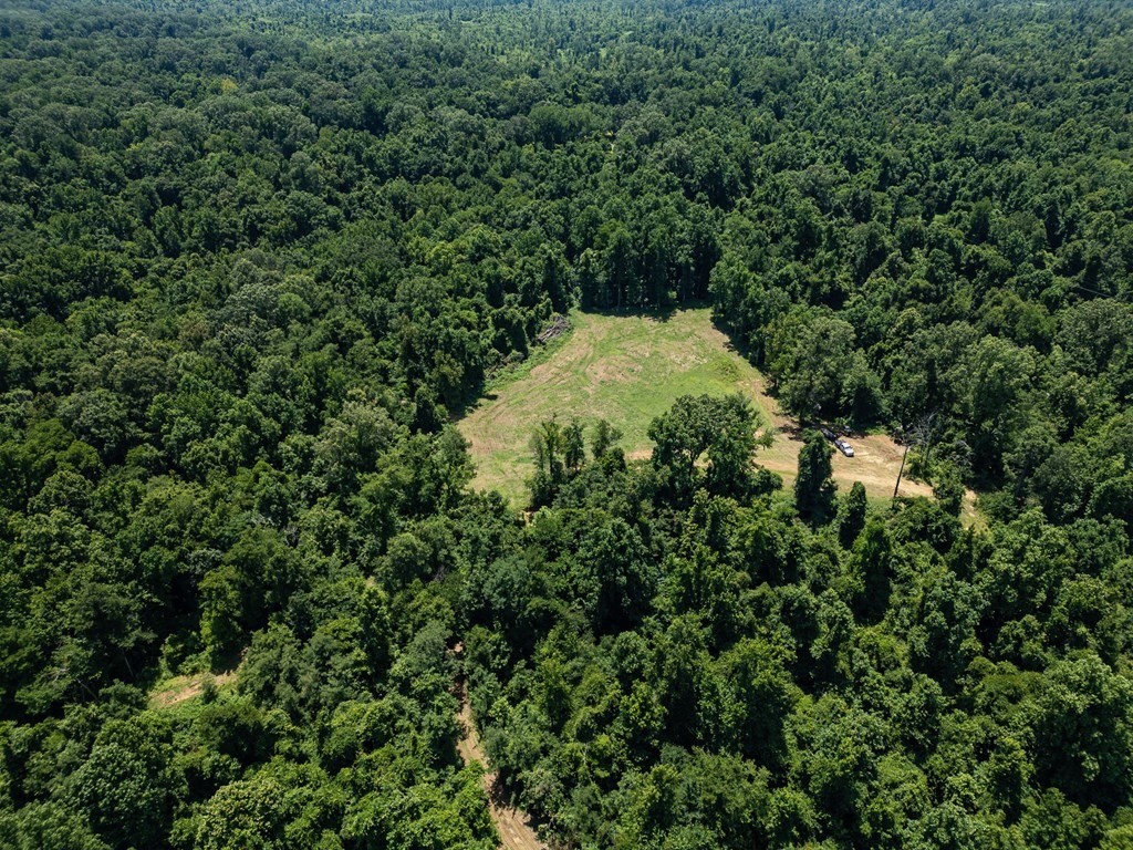 Hunting Land in Claiborne County, MS – Lonesome Pine