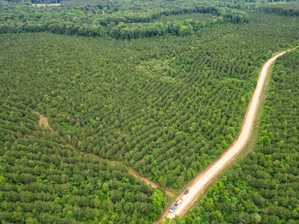 Hunting Land in Morehouse Parish, LA – Cypress Bayou 85
