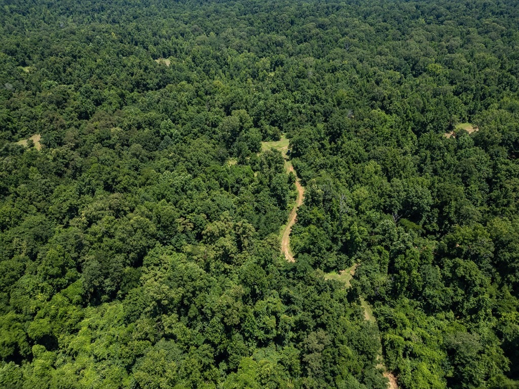 Hunting Land in Claiborne County, MS – Lonesome Pine