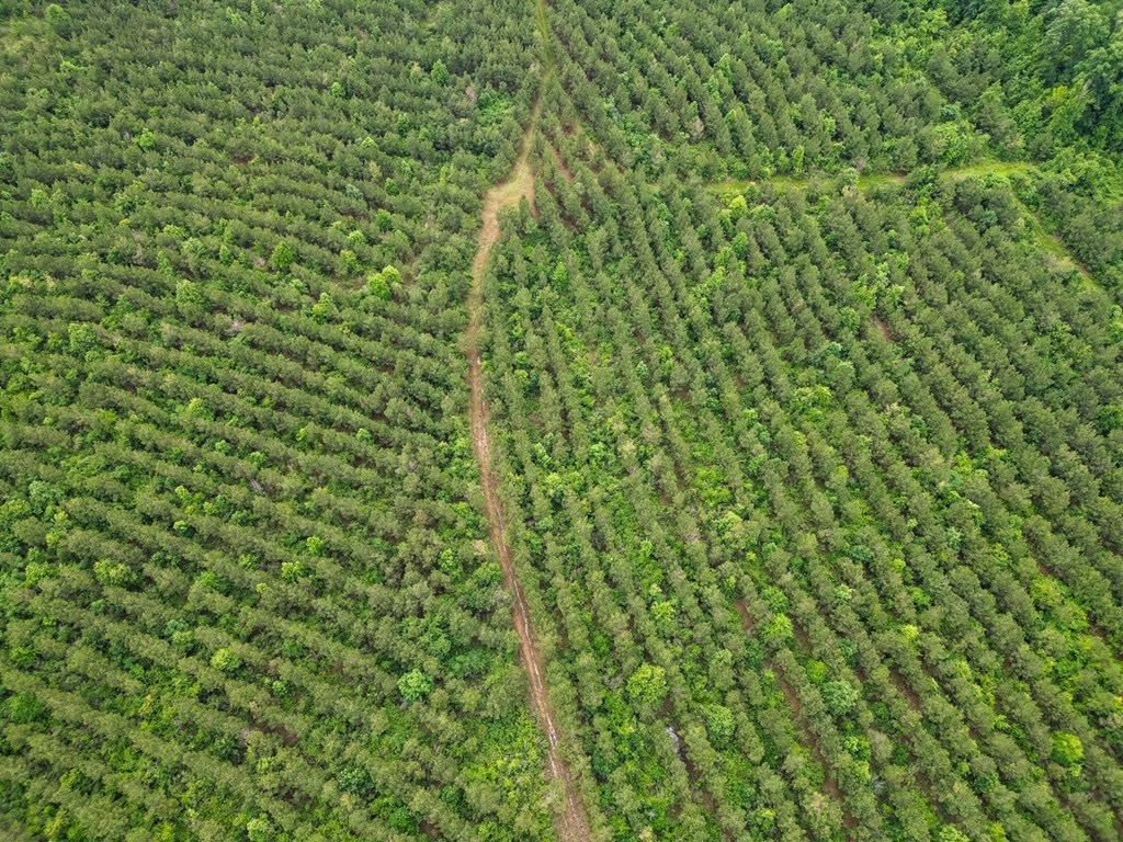Hunting Land in Morehouse Parish, LA – Cypress Bayou 85