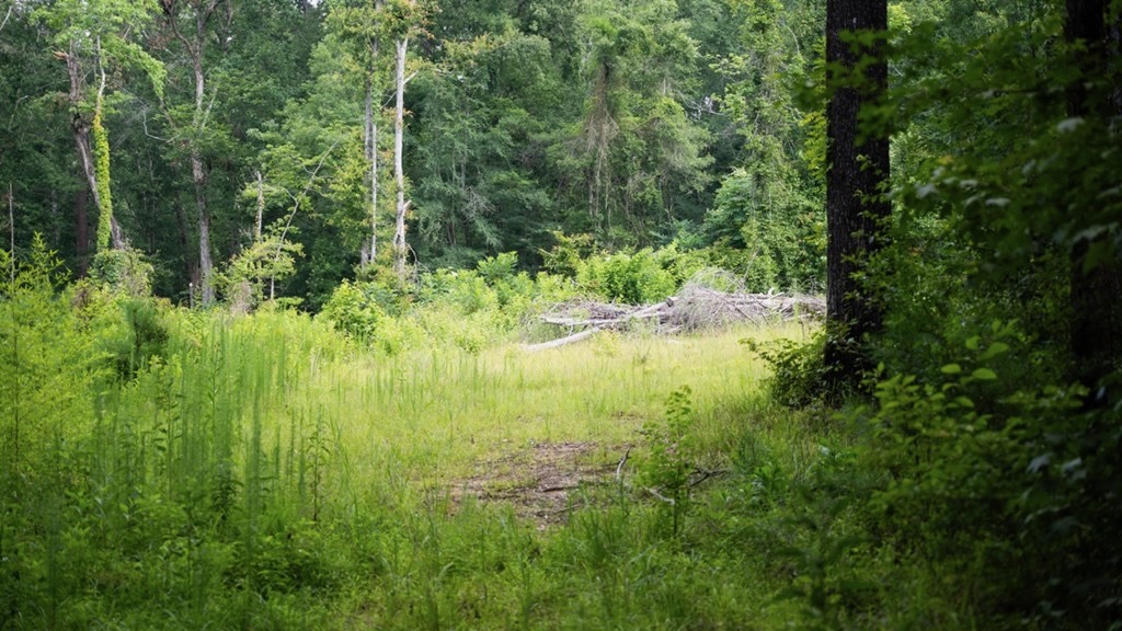 Clinton 30 Acres for Sale – Rural Land Near Baton Rouge, LA