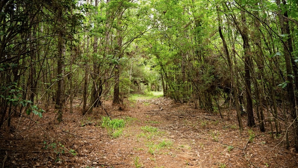 Hunting Land Near Homochitto National Forest, MS
