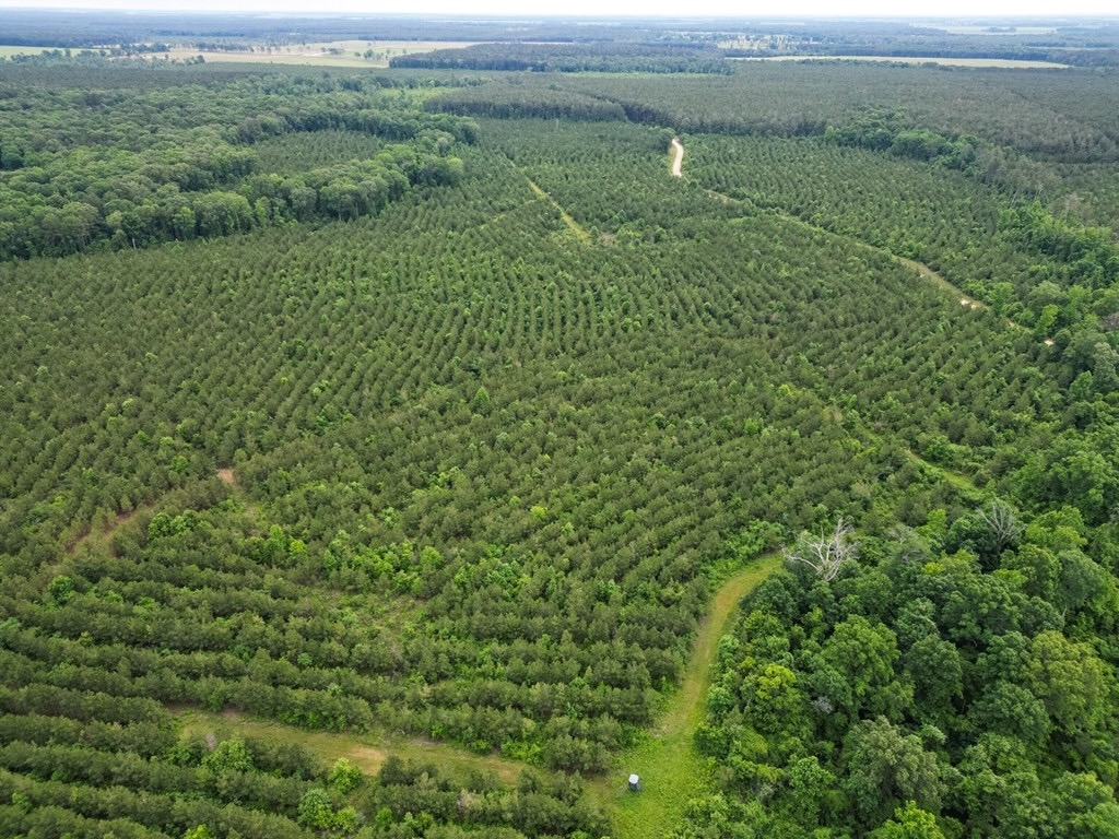 Hunting Land in Morehouse Parish, LA – Cypress Bayou 85