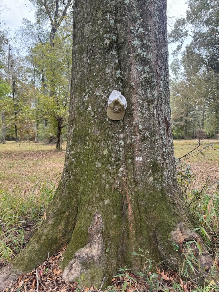 Land on the Tangipahoa River in Pike County, MS