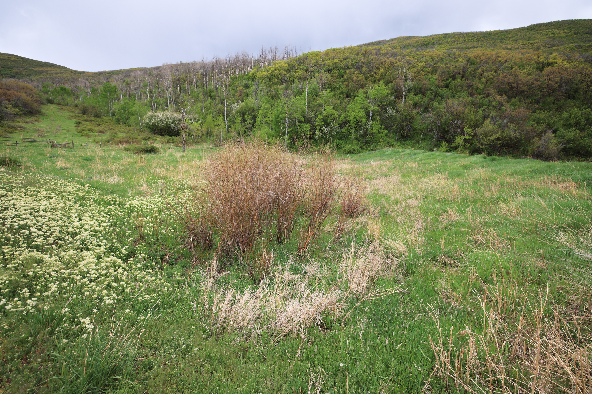 Colorado Recreation and Hunting Property