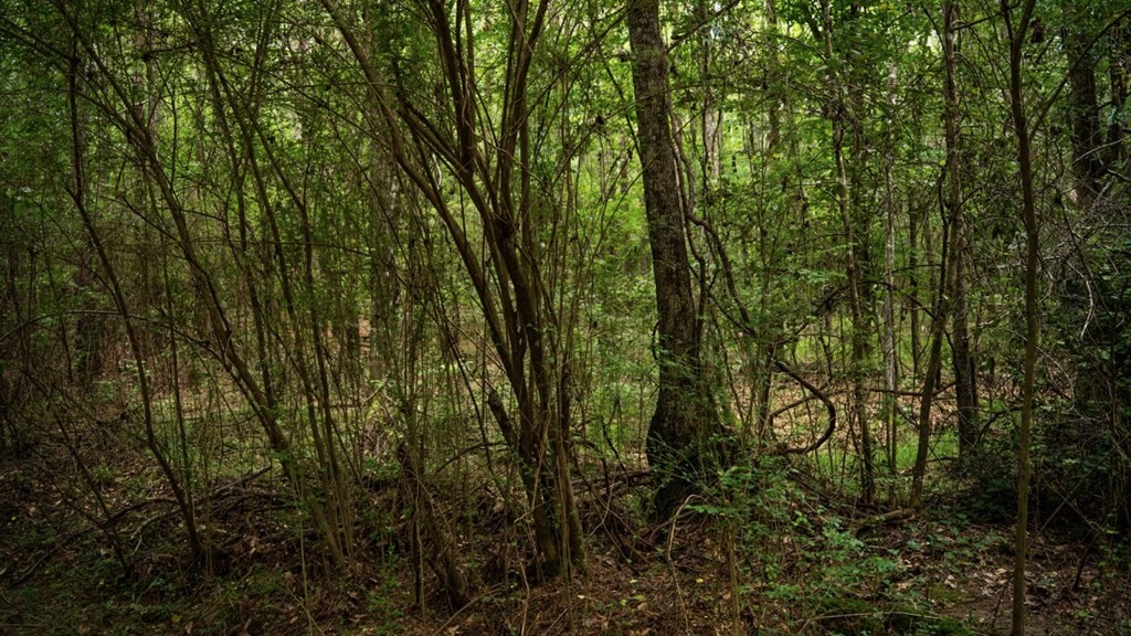 Hunting Land Near Homochitto National Forest, MS