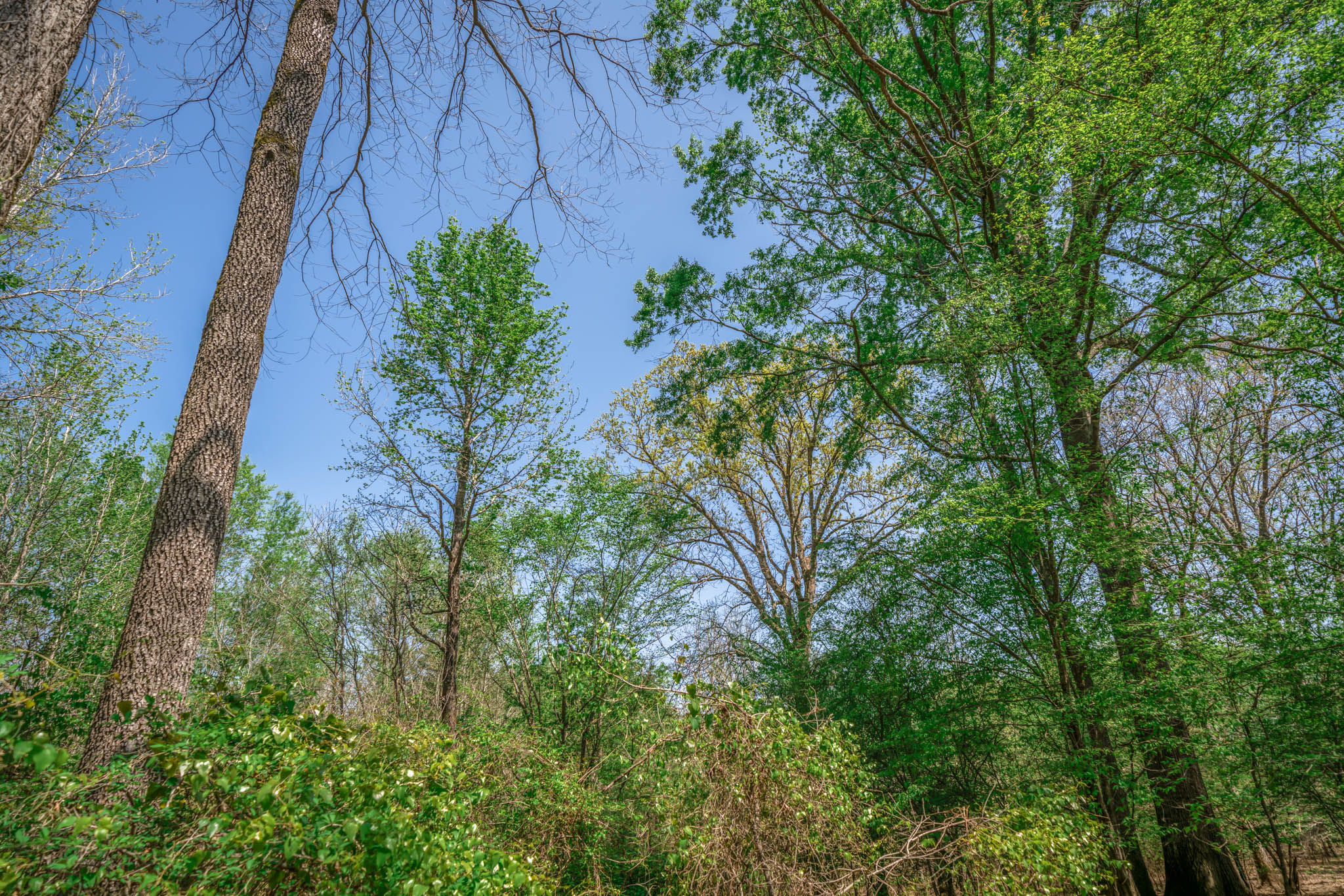 Upshur County Whitetail and Duck Hunting Property