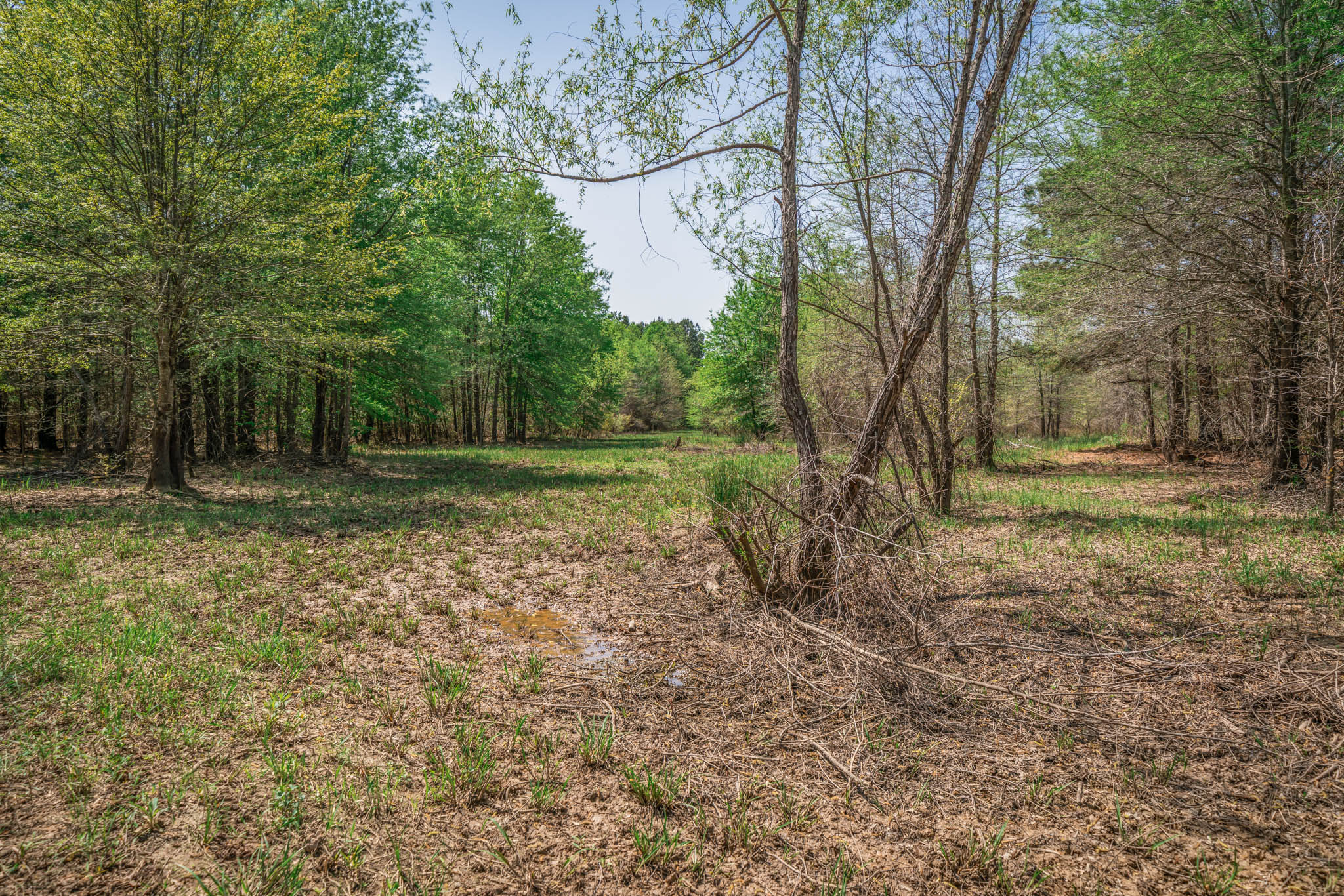 Upshur County Whitetail and Duck Hunting Property